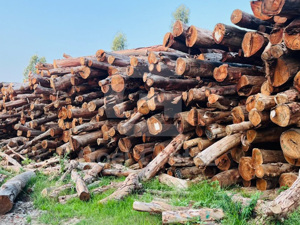 Stock of Wooden Logs