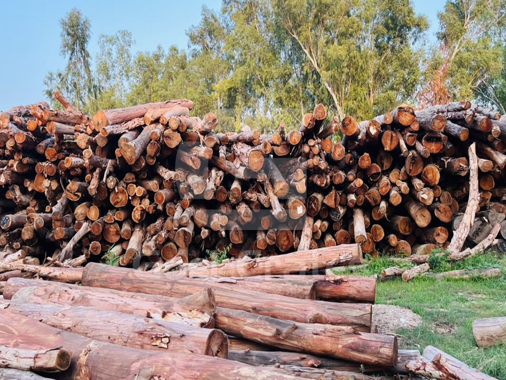Stock of Wooden Logs